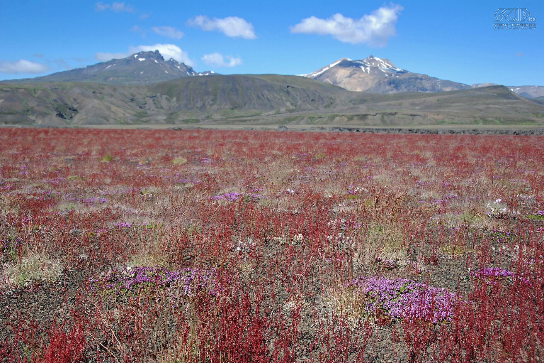 Naar Þórsmörk - Schapenzuring Een vlakte vol met rode schapenzuring (rumex acetosella) en hier en daar wat roze stengelloze silene (silene acaulis) zorgt voor een schitterend kleurenpalet.<br />
 Stefan Cruysberghs